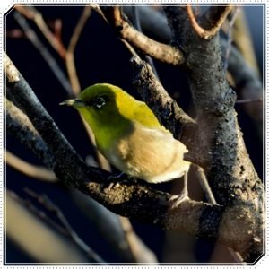 メジロの飼育禁止はいつから？違反の理由や罰金・逮捕のナゼを調査！