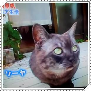 吉岡里帆の家族構成まとめ!父と母や弟の画像と職業・経歴をチェック