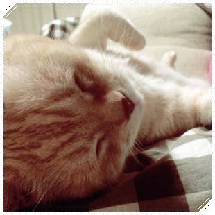 吉岡里帆の家族構成まとめ!父と母や弟の画像と職業・経歴をチェック