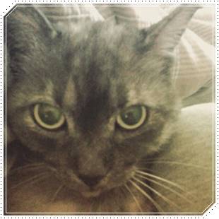 吉岡里帆の家族構成まとめ!父と母や弟の画像と職業・経歴をチェック