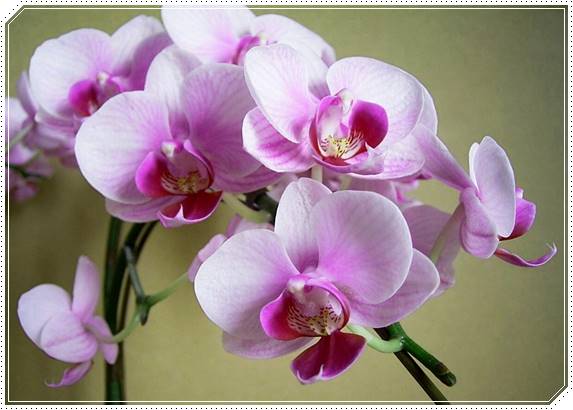 【厳選】敬老の日は花のプレゼント!定番の種類やおすすめ花言葉