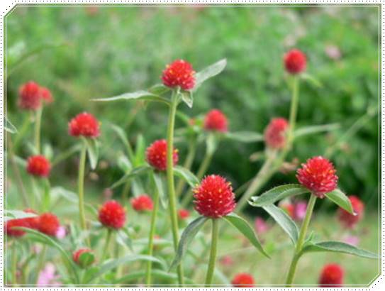 【厳選】敬老の日は花のプレゼント!定番の種類やおすすめ花言葉