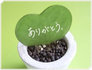 【厳選】敬老の日は花のプレゼント！定番の種類やおすすめ花言葉