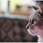 【夢占い】猫にひっかかれるのは裏切られる暗示!対人関係に注意するべき