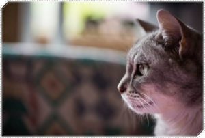 【夢占い】猫にひっかかれるのは裏切られる暗示!対人関係に注意するべき