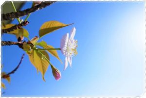 成人式のお祝いメッセージの文例！甥や姪に使いたい手紙の書き方